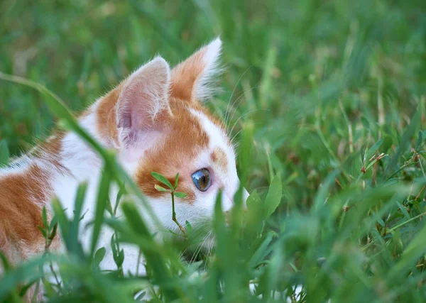 Котенок Сидящий Траве — стоковое фото