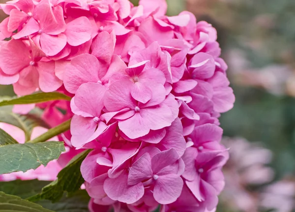 Розовые Цветы Гортензии Крупным Планом — стоковое фото