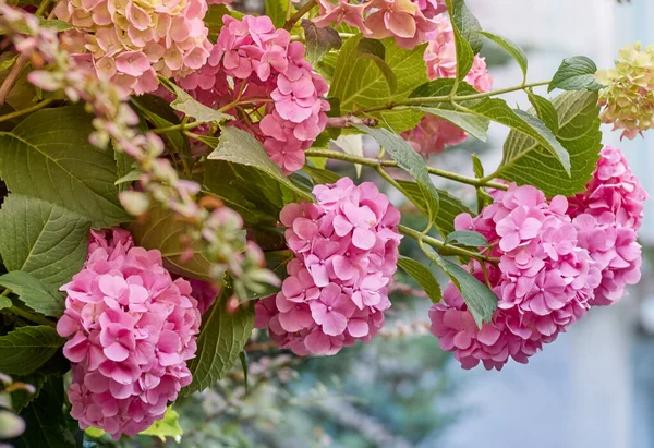 Розовые Цветы Гортензии Крупным Планом — стоковое фото