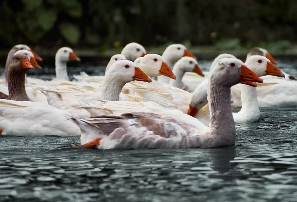 Gansos Blancos Río —  Fotos de Stock