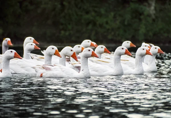 Gansos Blancos Río —  Fotos de Stock