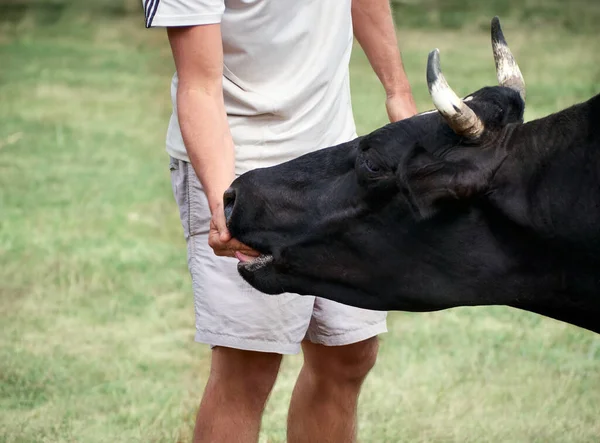 Muž Ruka Dotknout Krávy Farmě — Stock fotografie