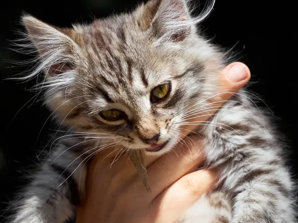 Retrato Gato Nas Mãos — Fotografia de Stock