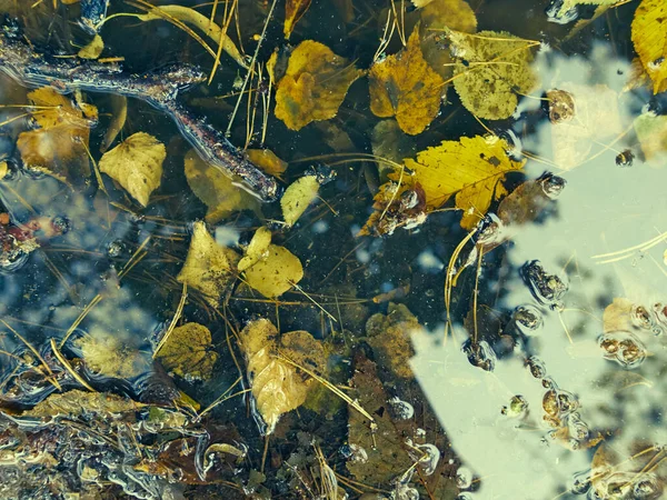 Осенний Лист Воде — стоковое фото