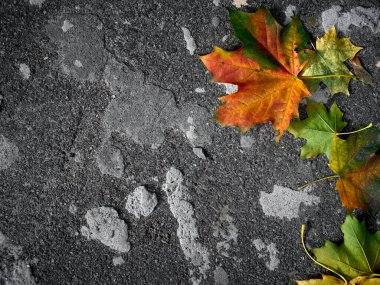 Gri arkaplanda sonbahar yaprağı.