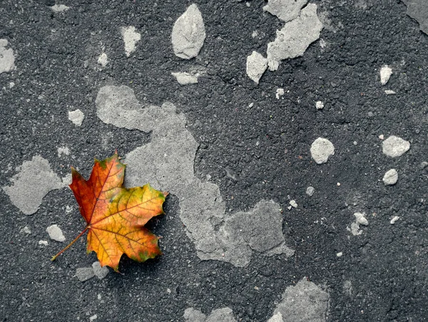 Осенний Лист Сером Фоне — стоковое фото