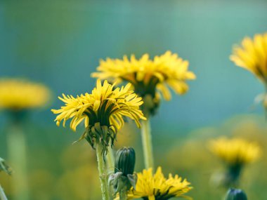 Çiçek açan sarı karahindiba çiçeklerine yakın..