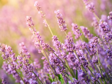 Lavanta çiçeklerine odaklanın.