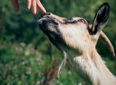 Boynuzlu komik bir keçinin portresi