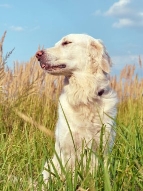 Doğada şirin bir av köpeği var..