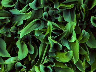 Koyu yeşil yaprakların arka planı.