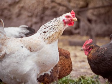 Çiftlikte bedava tavuk.