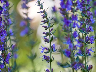 Hyssop 'un mor çiçekleri (hyssopus officinalis)