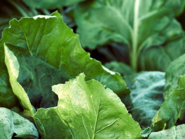 Yakın plan yeşil pancar yaprağı..