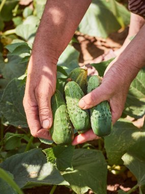 Yaşlı bir köylünün ellerinde bir salatalık.