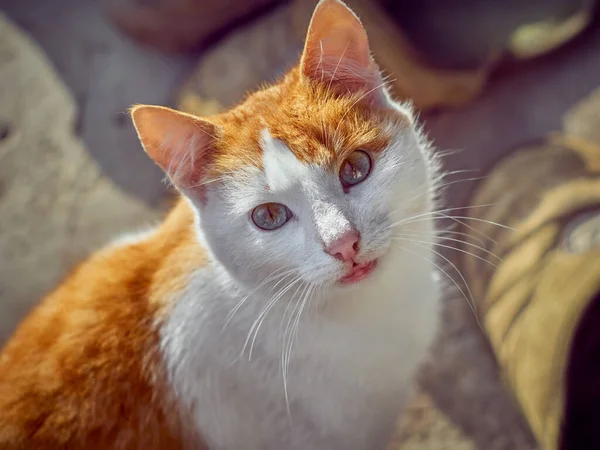 Retrato Gato Engraçado Bonito — Fotografia de Stock