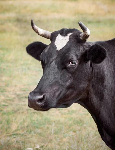 Cow Green Field — Stock Photo, Image