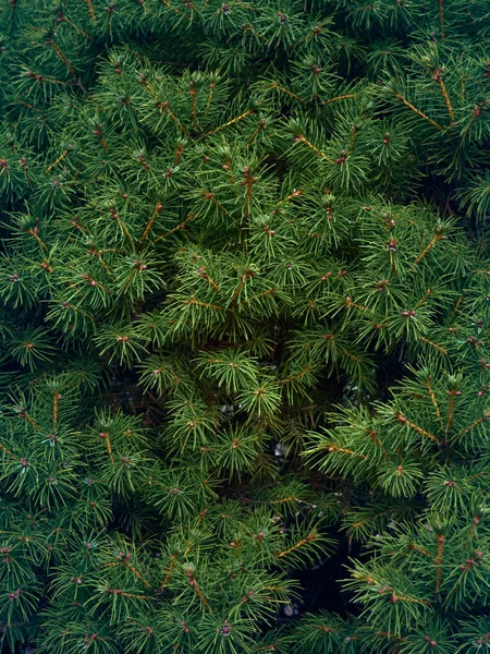 Karácsonyfaágak Háttere — Stock Fotó