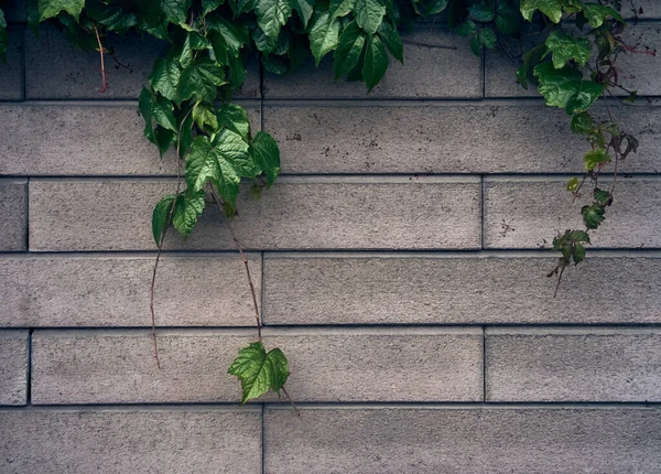 Green Leaves Background Brick Pattern — Stock Photo, Image