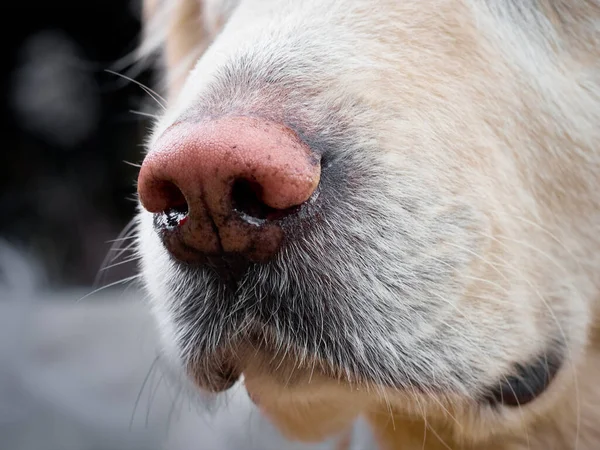 Beauty Golden Retriever Dog Close — Stock Photo, Image