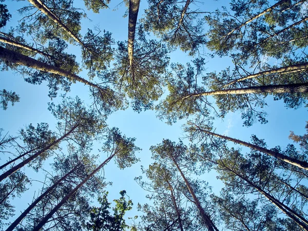 Scenic view of tall trees in the forest.