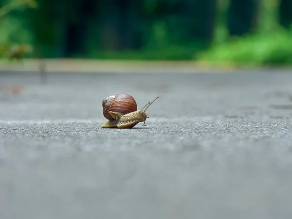 Långsam Vindruvsnigel Krypa Asfalten Parken — Stockfoto