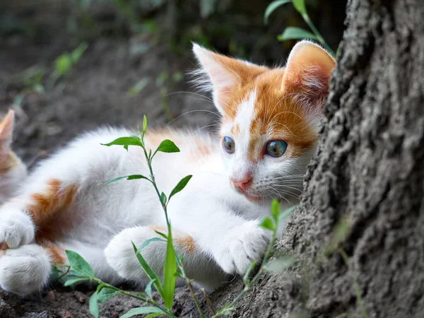 Gatinho Brincando Jardim — Fotografia de Stock