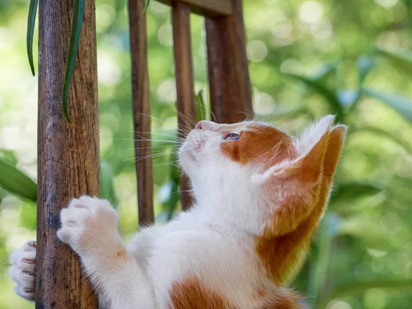 Gatinho Brincando Jardim — Fotografia de Stock