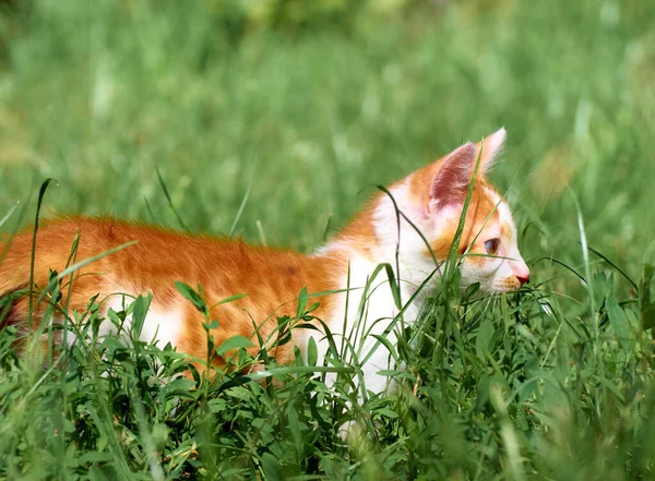 Kätzchen Spielt Gras — Stockfoto