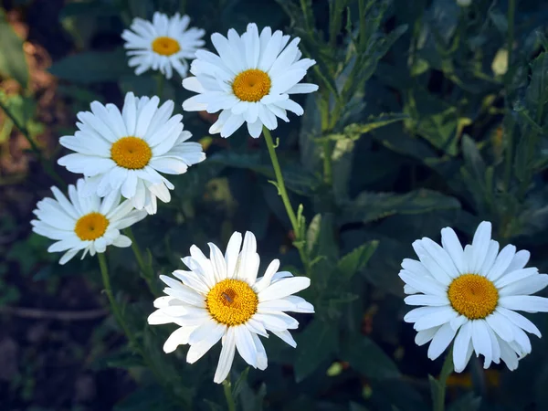 Kamomillblommor Ängen — Stockfoto