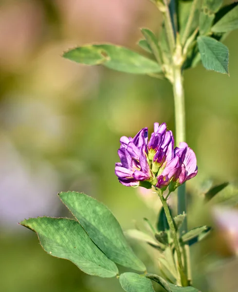 Blommor Alfalfa Fält Medicago Sativa — Stockfoto
