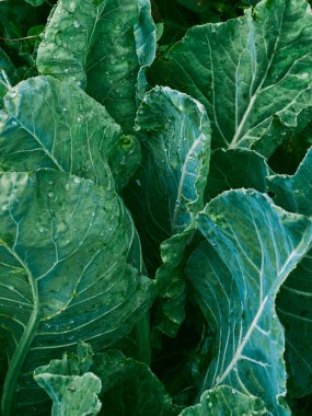 Bahçede lahana yetişiyor..