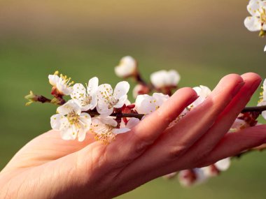 Çiçek açan kayısı dalları ellerinde..