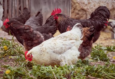Çiftlikte bedava tavuk.