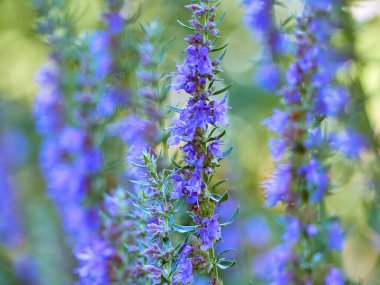 Hyssop 'un mor çiçekleri (hyssopus officinalis)