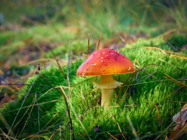 Sonbahar ormanlarında agarik uç.