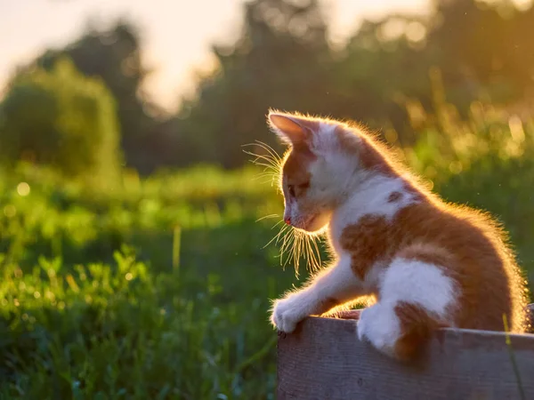 Kitten Spelen Tuin — Stockfoto