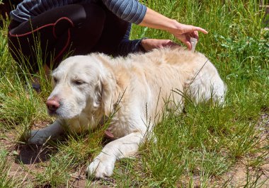Veteriner evcil hayvanın kürkünde parazit olup olmadığını kontrol eder. Pire ve kene kovucu köpeğin kurusuna damlar..