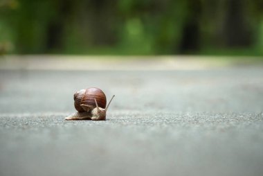 Parktaki asfaltta yavaş üzüm salyangozu sürünüyor.