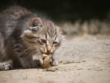 Küçük kedi bir balık yiyor..