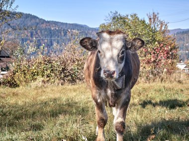Kırsal bir çiftlikte genç bir boğa.