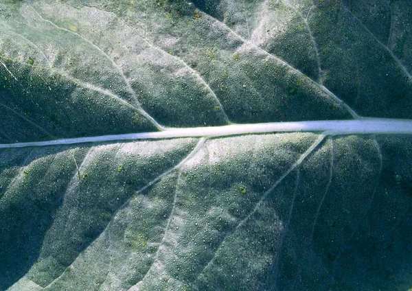 Foglia Cavolo Verde Fresco Primo Piano — Foto Stock