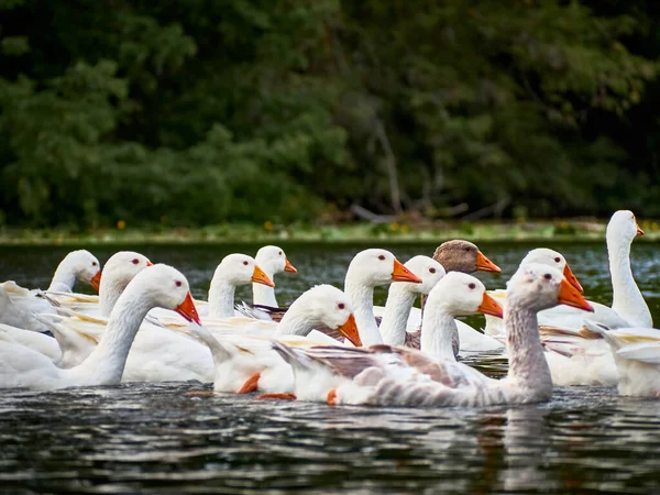 河里的白鹅 — 图库照片