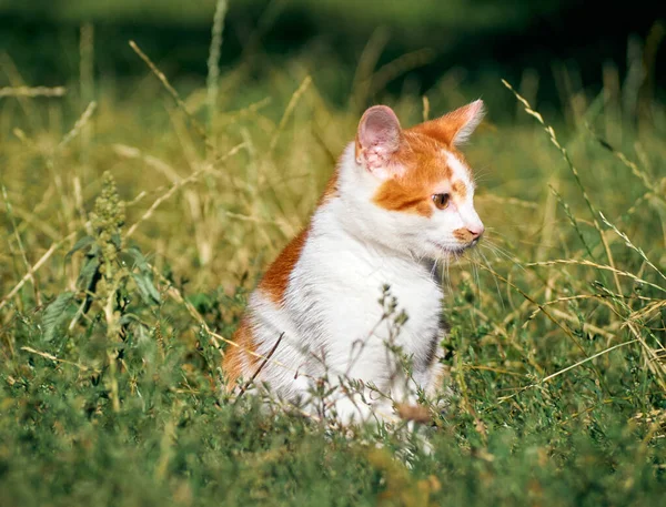 Kitten Playing Grass — Stock Photo, Image