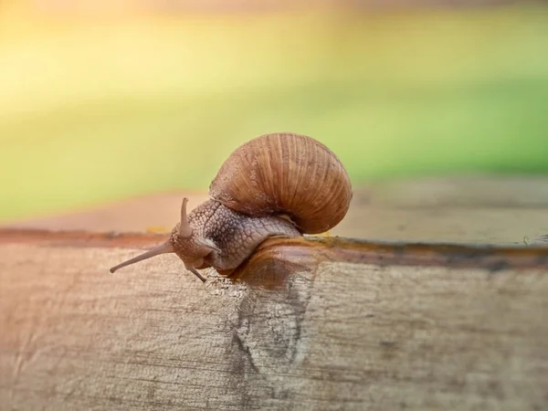 Langzame Druivenslak Kruipt Plank Tuin — Stockfoto