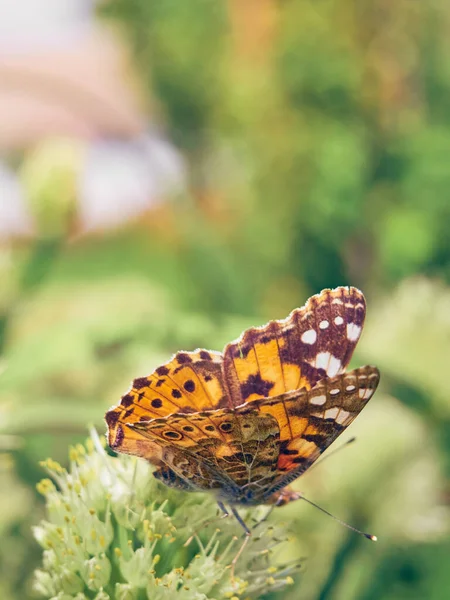 Çiçekteki Renkli Kelebek — Stok fotoğraf