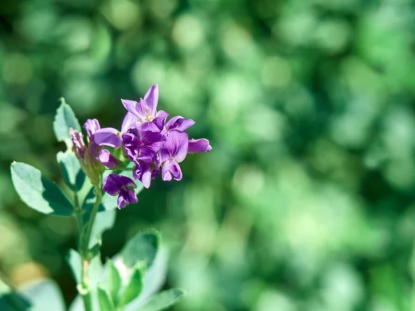 Blumen Von Luzerne Auf Dem Feld Medicago Sativa — Stockfoto