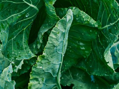 Bahçede lahana yetişiyor..