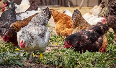 Çiftlikte bedava tavuk.