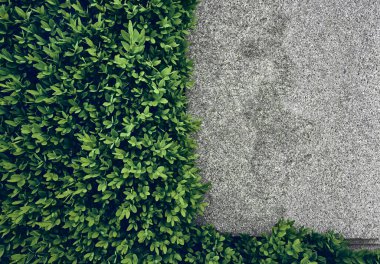 Çimenler ve çalılar arasındaki patikalara bak..